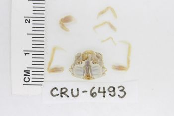 Media type: image;   Invertebrate Zoology CRU-6493 Description: Preserved specimen.;
